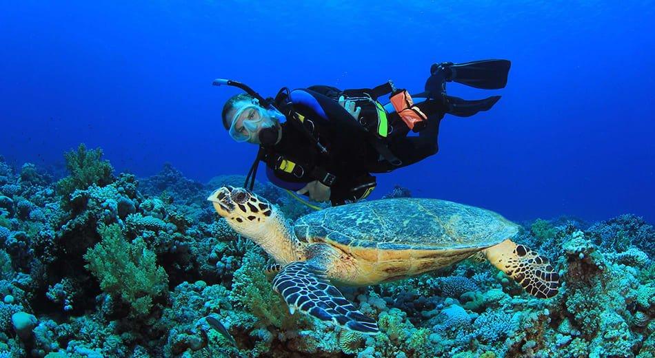 BUCEO CON CREDENCIAL